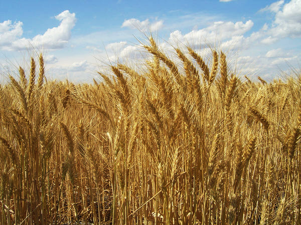 ACCC proposes grain transport overhaul ACCC proposes grain transport overhaul